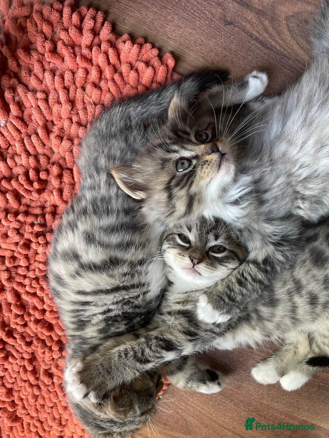 Mixed Breed cats for sale: Ragdoll/tabby mix in Shipley - Advert 27