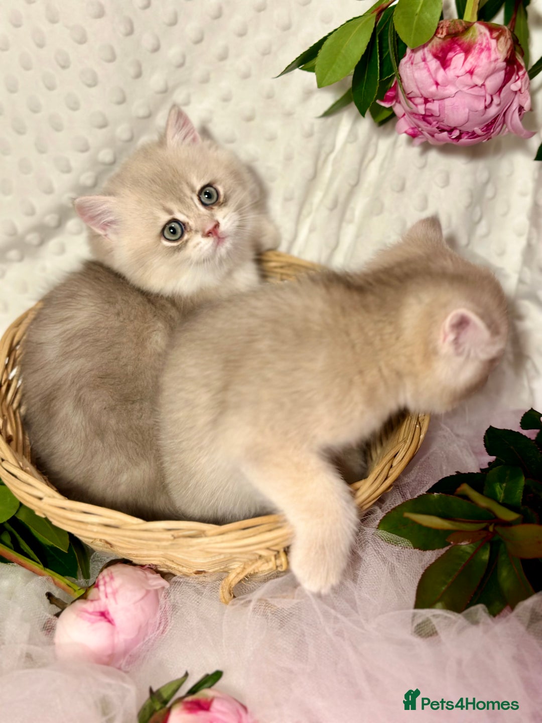 British Shorthair cats for sale: Two Blue Gold Boys  - Advert 11
