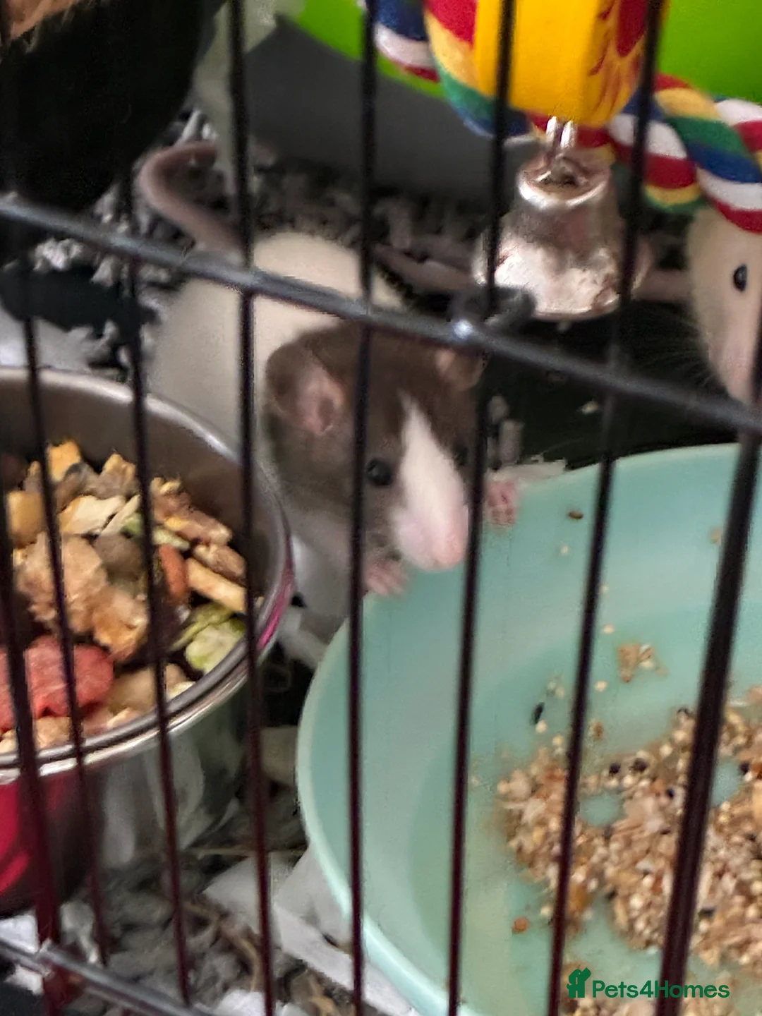 Rat rodents for sale: Boy pet rats  - Advert 2