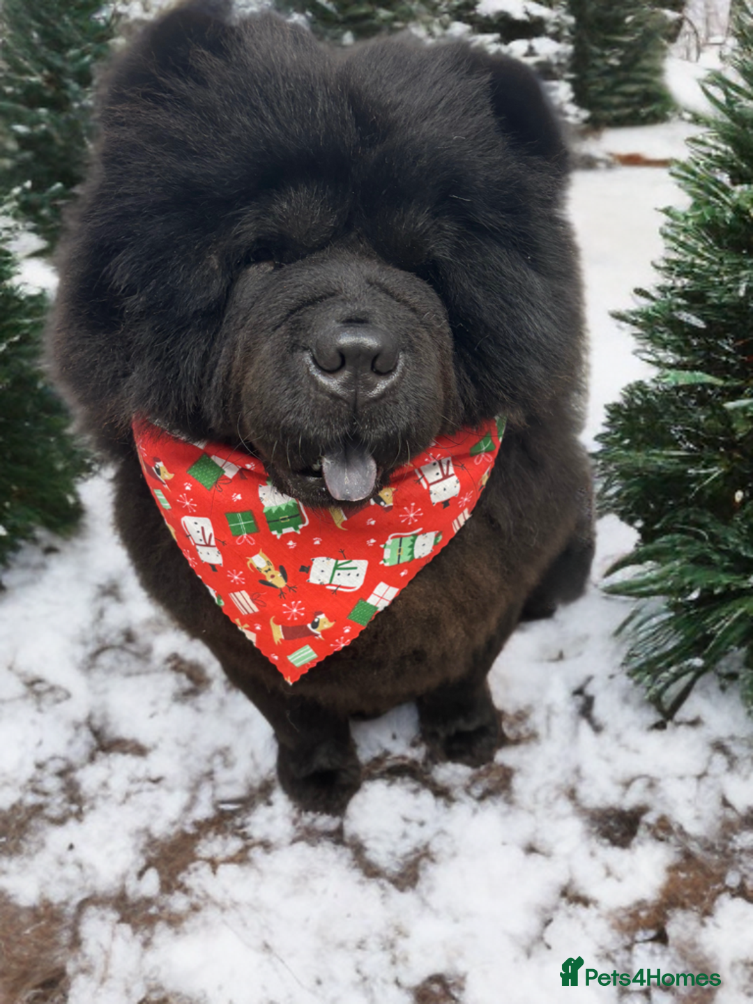 Chow Chow dogs for sale: 🍬Beautiful chow litter kc registered 🍬 - Advert 15