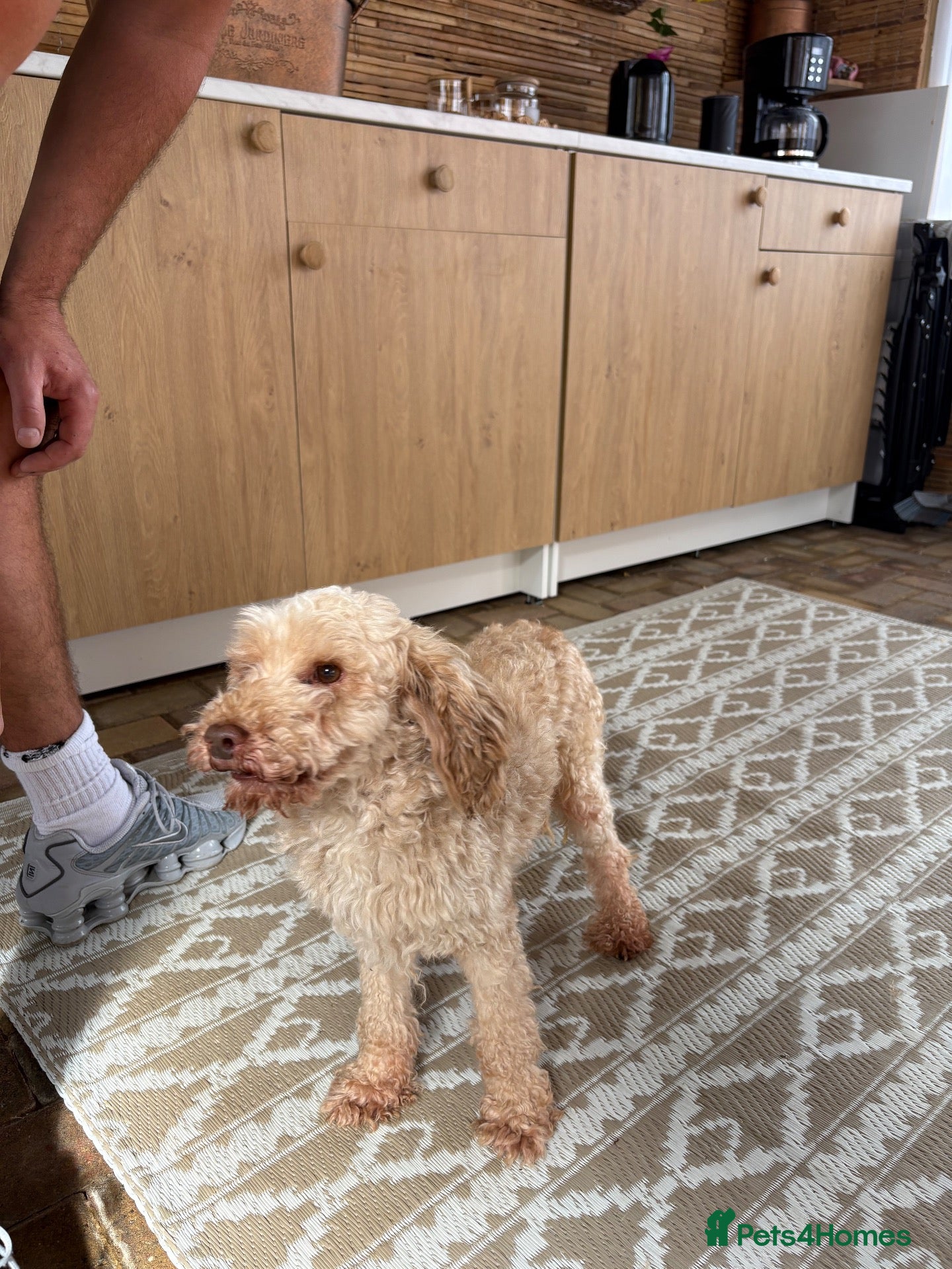 Miniature Poodle dogs Miniature poodle - Advert 1