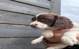 English Springer Spaniel dogs for sale: Beautiful pedigree springer spaniels  - Image 21