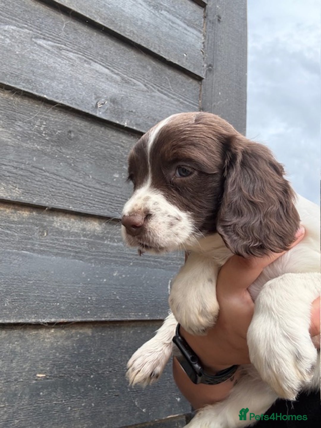English Springer Spaniel dogs for sale: Beautiful pedigree springer spaniels  - Image 21