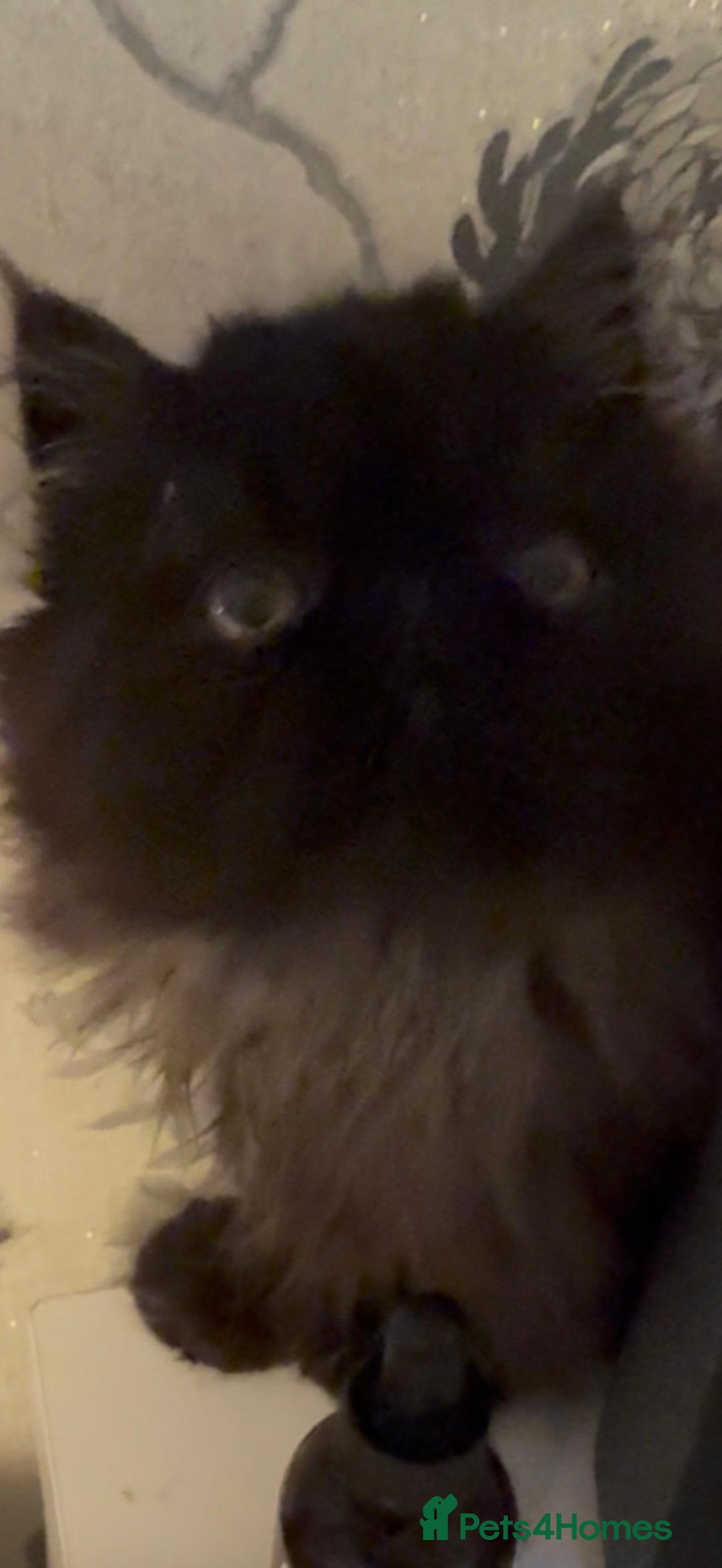 Persian cats for sale: 1 girl left REDUCED GCCF  PERSIANS  - Advert 24