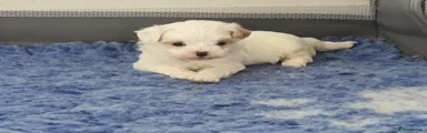 Maltipoo Puppy 4