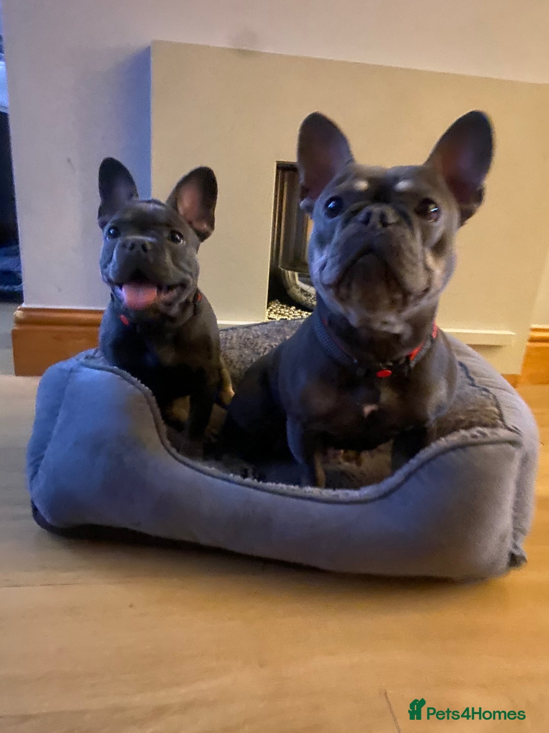 French Bulldog dogs for sale: Kc reg blue n tan female for sale  - Advert 5
