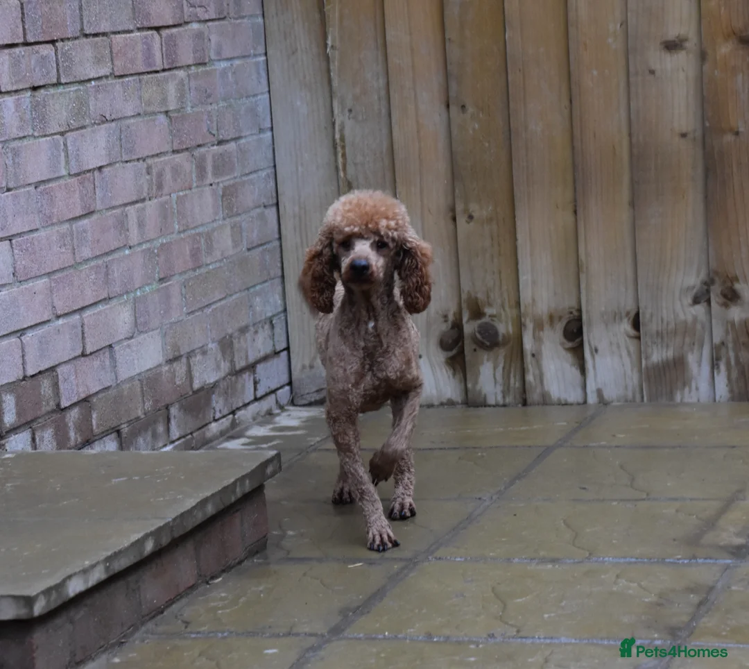 Miniature Poodle dogs for sale: 2 Years Old Miniature Poodle Male - Advert 2