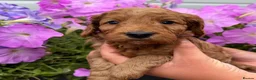 Cockapoo dogs for sale: Cockapoo puppies F1 (licensed breeder) - Advert 14
