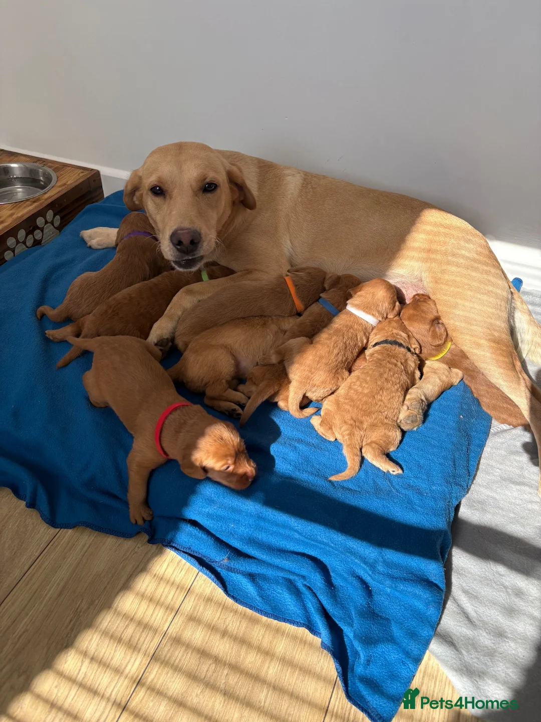 Labradoodle dogs for sale: Fully Health Tested F1 Miniature Labradoodles - Advert 2