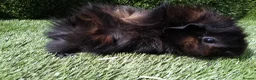 Guinea Pig rodents for sale: ABYSSINIAN BOYS - Advert 6