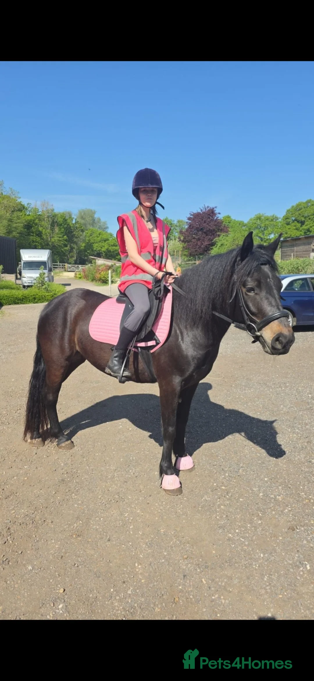 Dartmoor horses for sale: Stunning dartmoor pony  in Hatfield - Advert 1