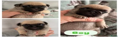 Pug 4 (Green)