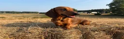 Miniature Dachshund dogs for sale: MINIATURE DACHSHUND PUPPIES – 1 GIRL & 2 BOYS AVAI - Advert 3