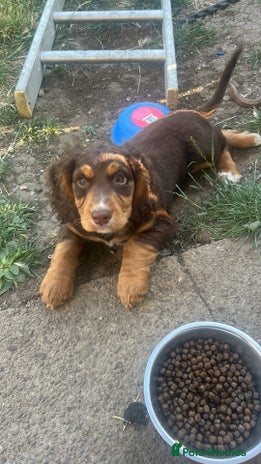 Cocker Spaniel dogs - Advert 6