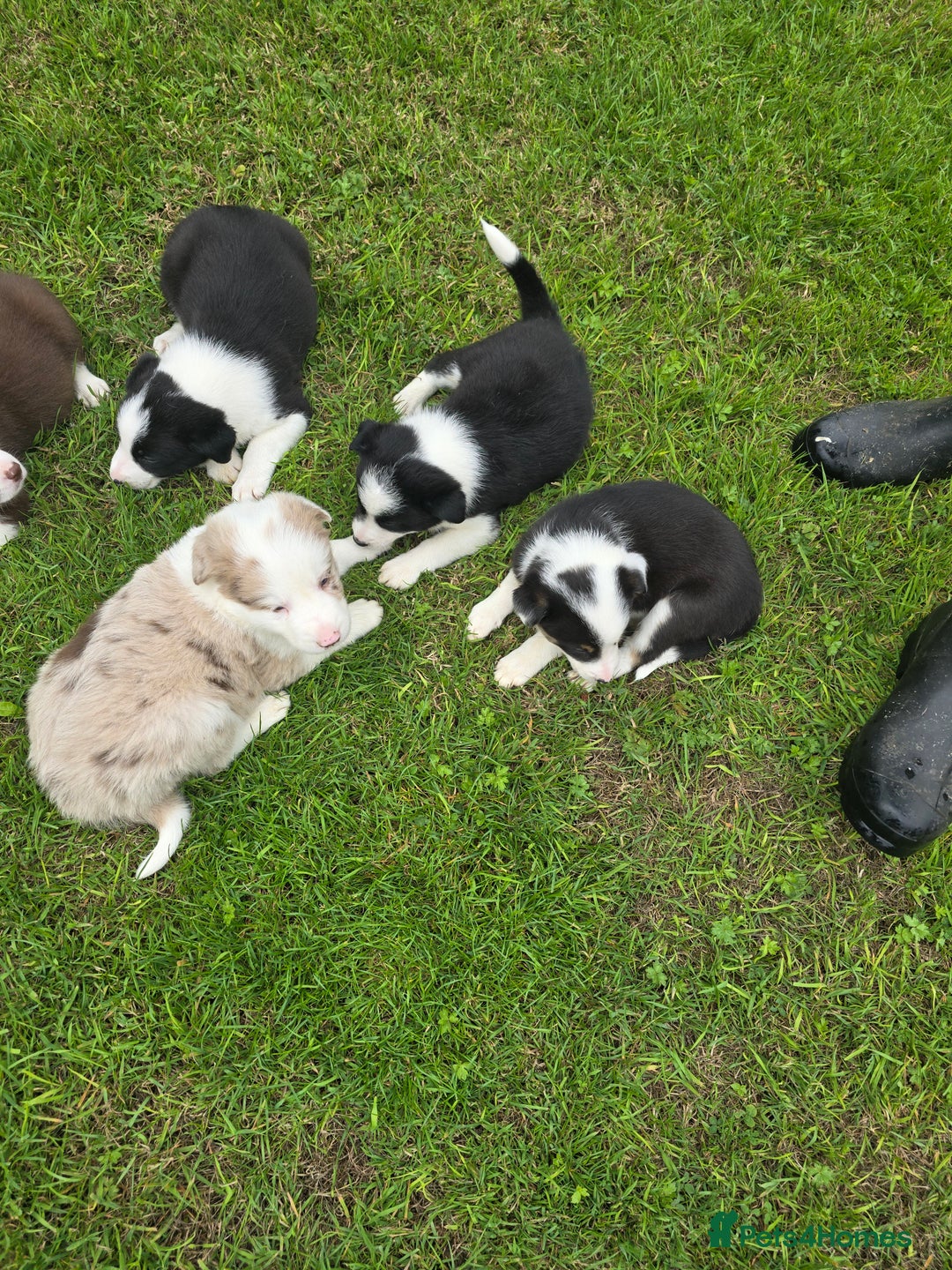 Border Collie dogs for sale: Stunning Blue Merle, Red Merle, Red/Black & White - Image 10