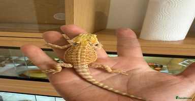 Bearded Dragon reptiles - Advert 3