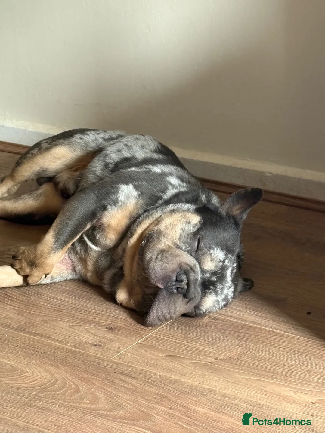 French Bulldog dogs for stud: Stud ready - Advert 5