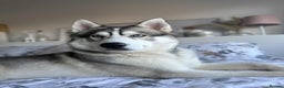Siberian Husky dogs for sale: Lucky - Advert 1