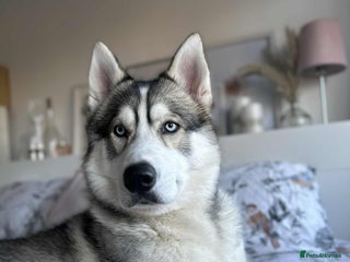 Siberian Husky dogs Lucky - Advert 2