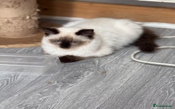 Ragdoll cats for sale: 💙🩷GCCF RAGDOLL KITTENS M&F 14WKS AWARD WINS 🥇 - Image 31