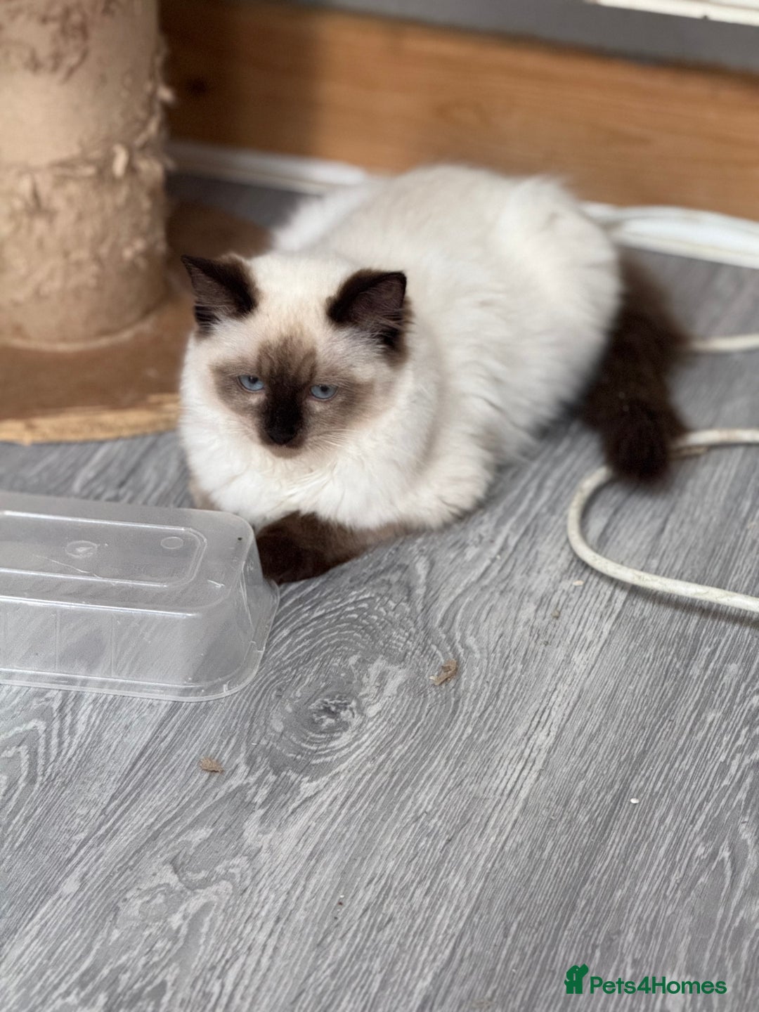 Ragdoll cats for sale: 💙🩷GCCF RAGDOLL KITTENS M&F 14WKS AWARD WINS 🥇 - Image 31