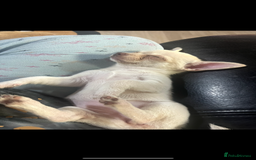 Chihuahua dogs for sale: 3 small chihuahua puppies  - Image 36