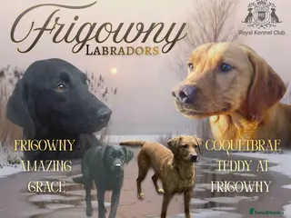 Labrador Retriever dogs 🖤 Quality RKC Reg Labradors 🧡 Ready mid April 🖤 - Advert 13