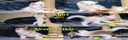 British Longhair cats for sale: Black silver shaded kitten - Advert 14