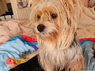 Morkie dogs Morkie puppies (2 girls and 1 boy) - Advert 3