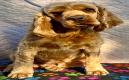 American Cocker Spaniel dogs for adoption: Ruby’s Story: Left Behind, Found Just in Time - Image 4