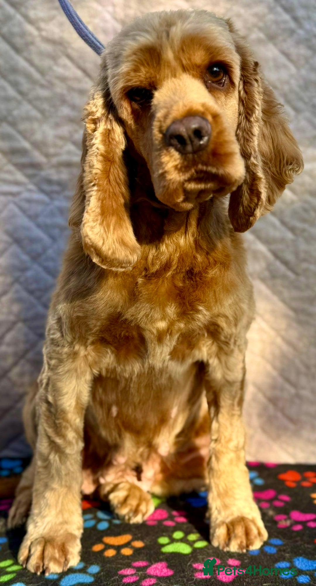 American Cocker Spaniel dogs for adoption: Ruby’s Story: Left Behind, Found Just in Time - Image 4