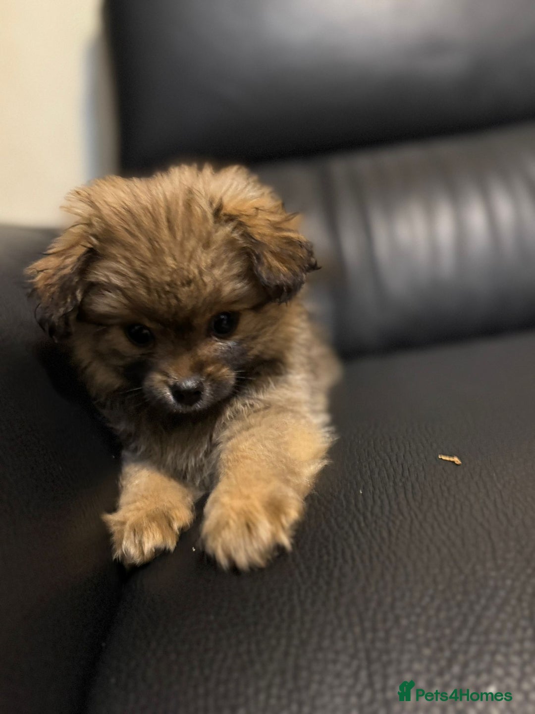 Mixed Breed dogs for sale: 2male pomranian puppies  - Image 1