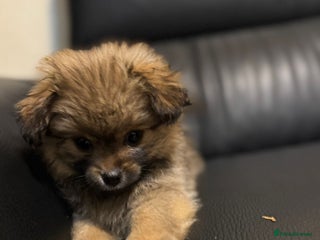 Mixed Breed dogs - Advert 20