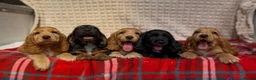 Cocker Spaniel dogs for sale: STUNNING COCKER SPANIEL PUPPIES  - Advert 2
