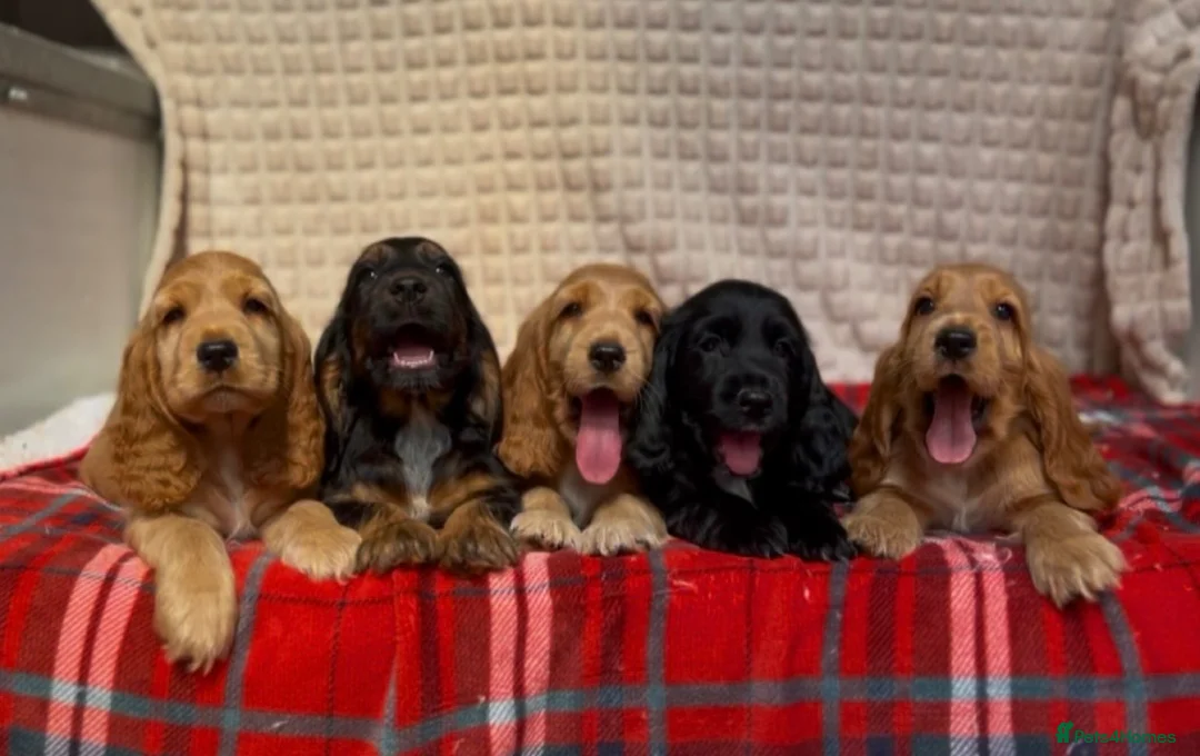Cocker Spaniel dogs for sale: STUNNING COCKER SPANIEL PUPPIES  - Advert 2