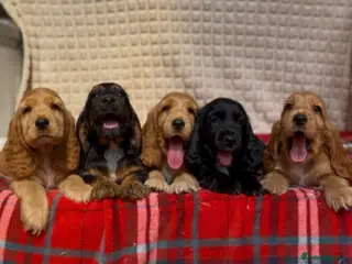 Cocker Spaniel dogs STUNNING COCKER SPANIEL PUPPIES - Advert 16