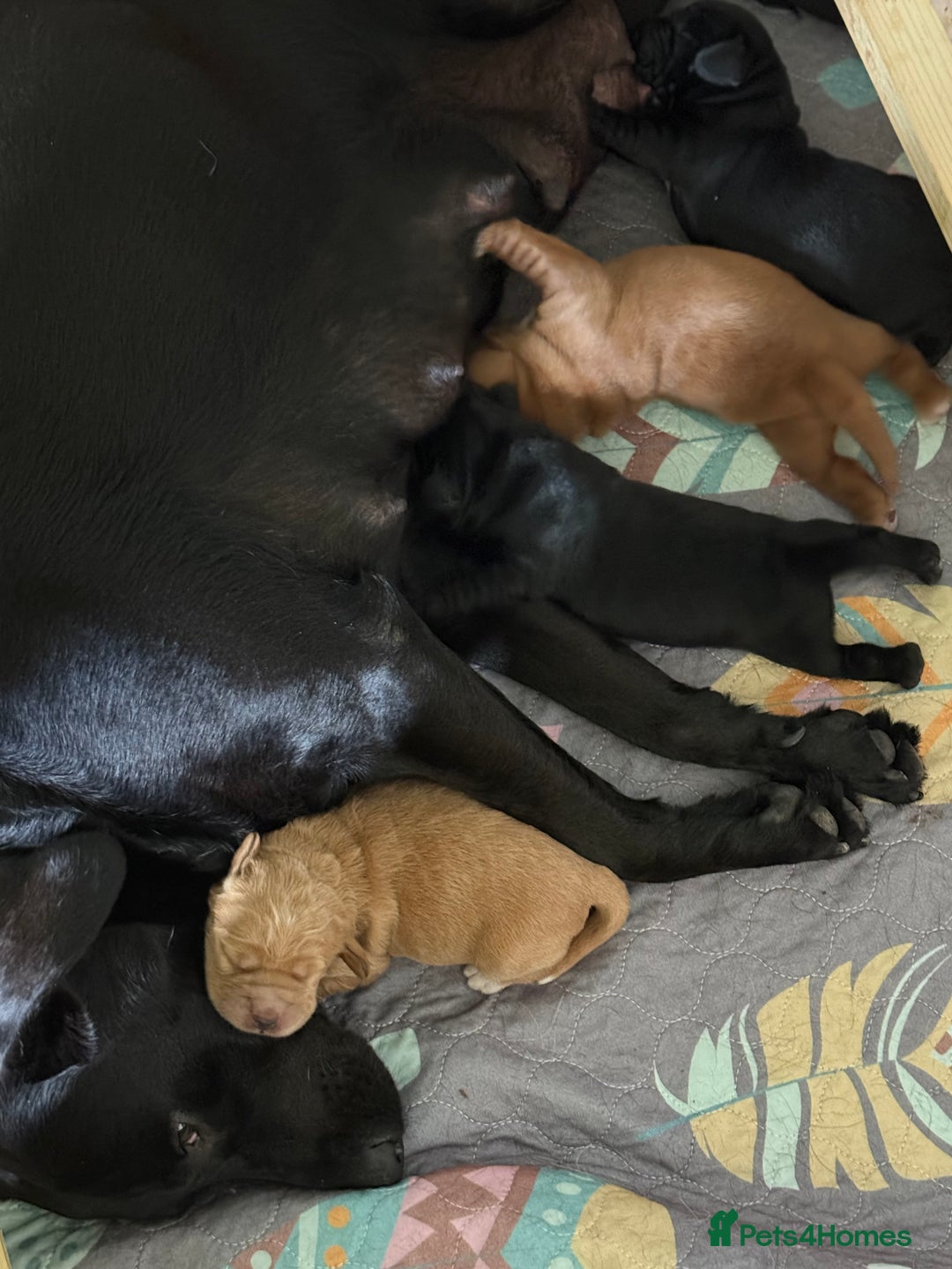 Cockerdor dogs for sale: Gorgeous Cockador puppies  - Image 2