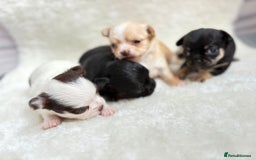 Chihuahua dogs for sale: Long Haired Applehead puppies - Advert 14