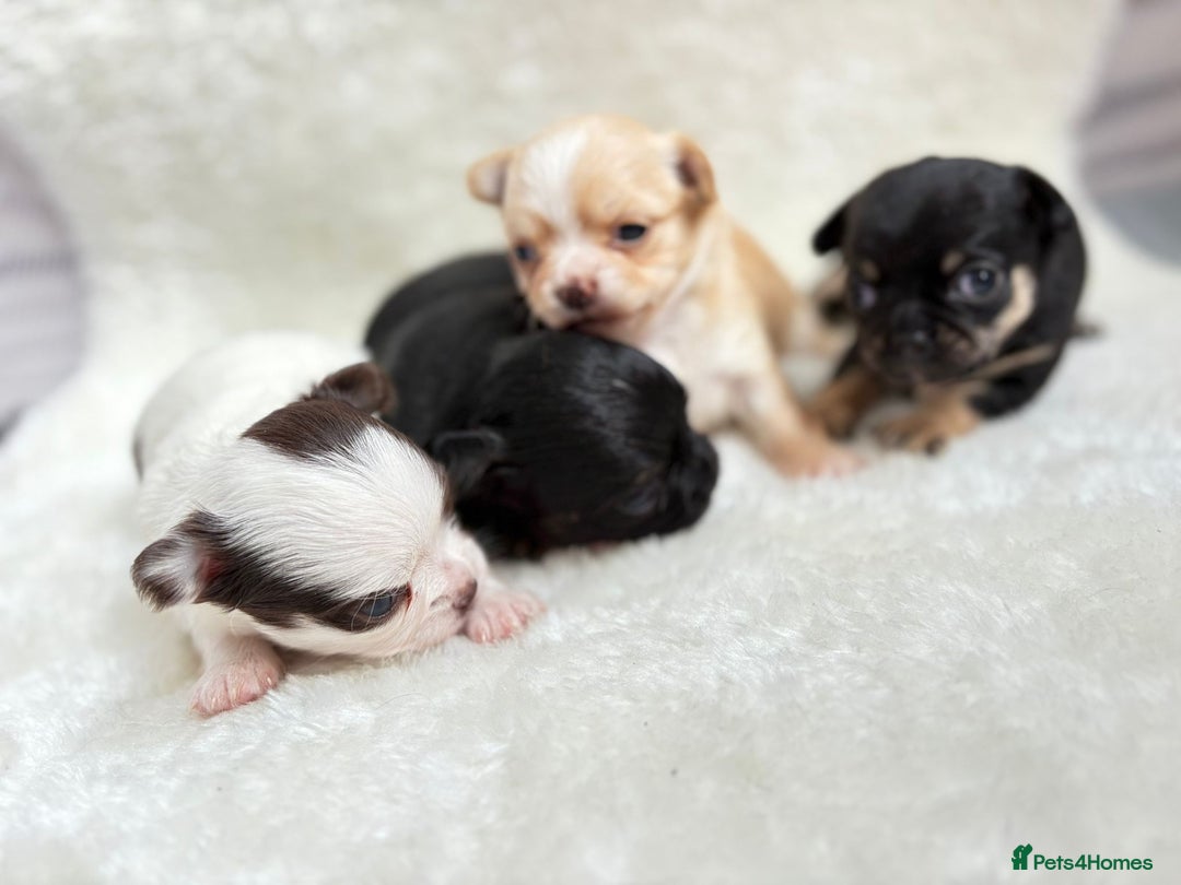 Chihuahua dogs for sale: Long Haired Applehead puppies - Advert 14