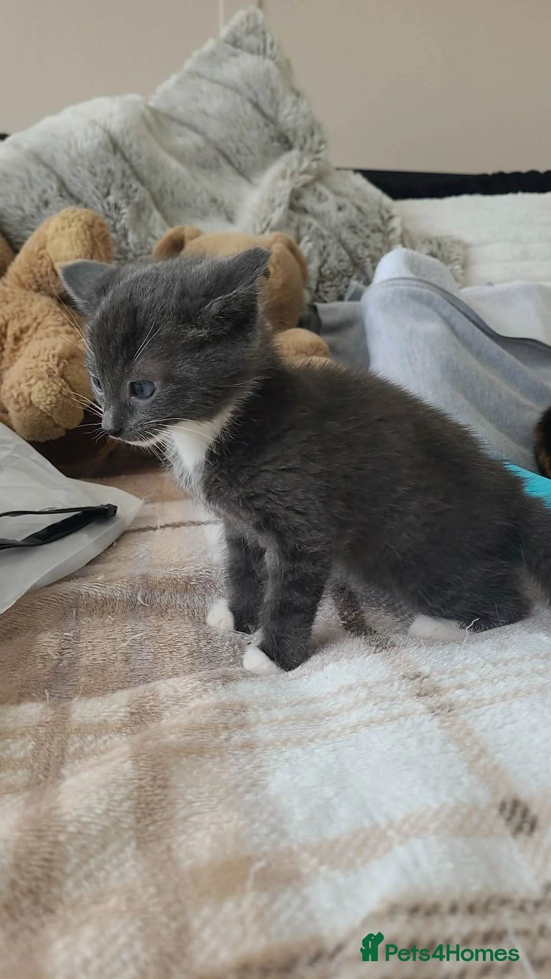 Mixed Breed cats for sale: 2 male kittens  - Advert 5