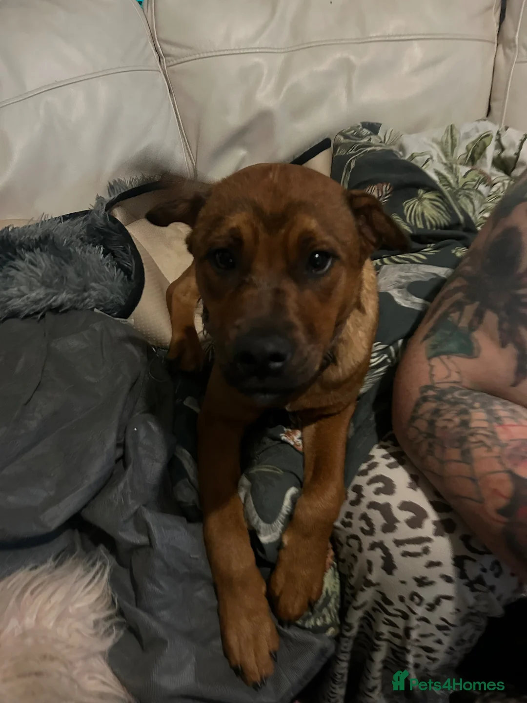 Mixed Breed dogs for sale: Dutch shepherd x shar pei - Advert 1