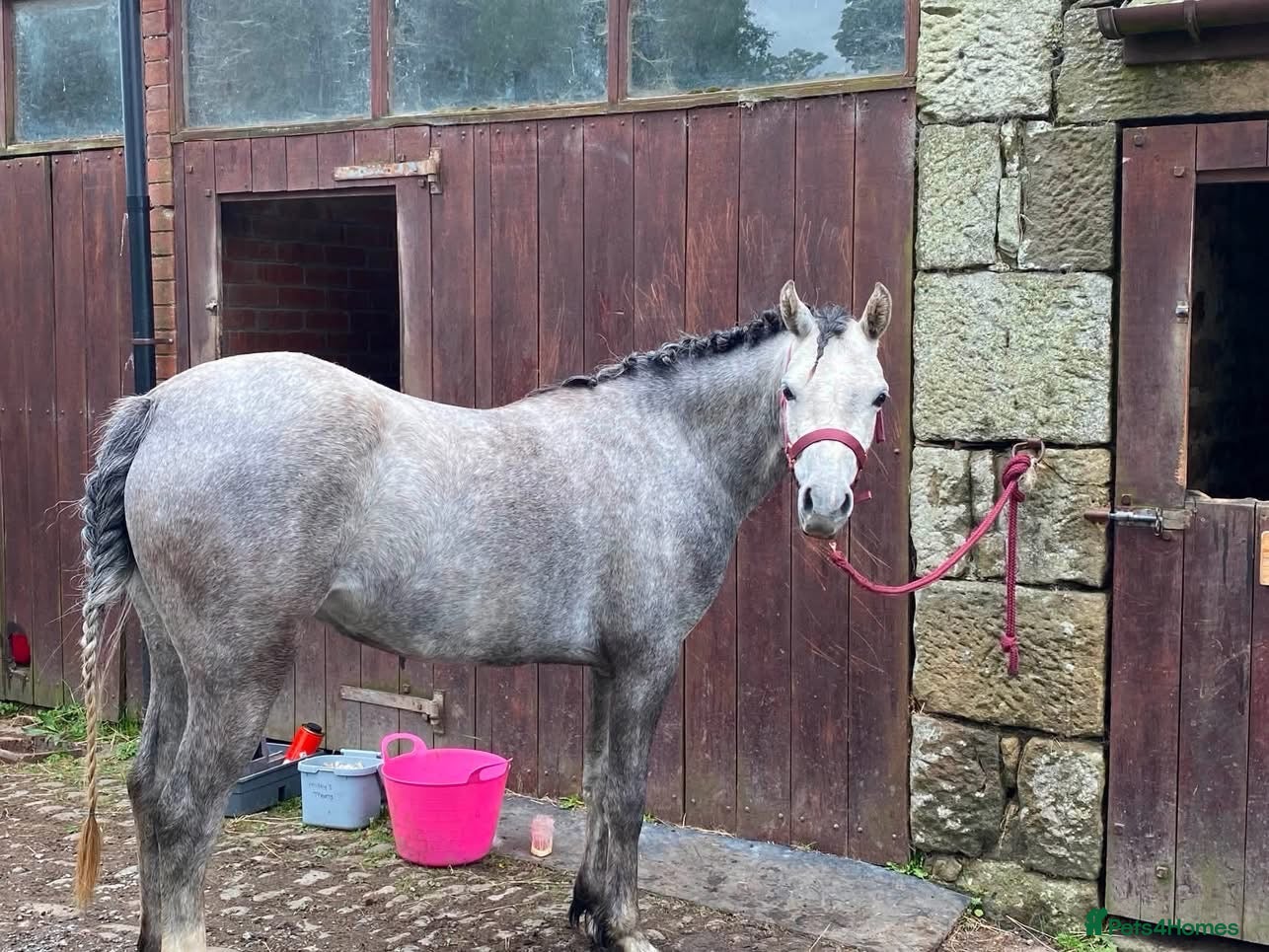 Welsh Section B horses FOR SALE - Advert 1