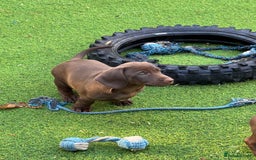 Dachshund dogs for sale: Min dachshund x teckel ( standered dachshund) - Image 23