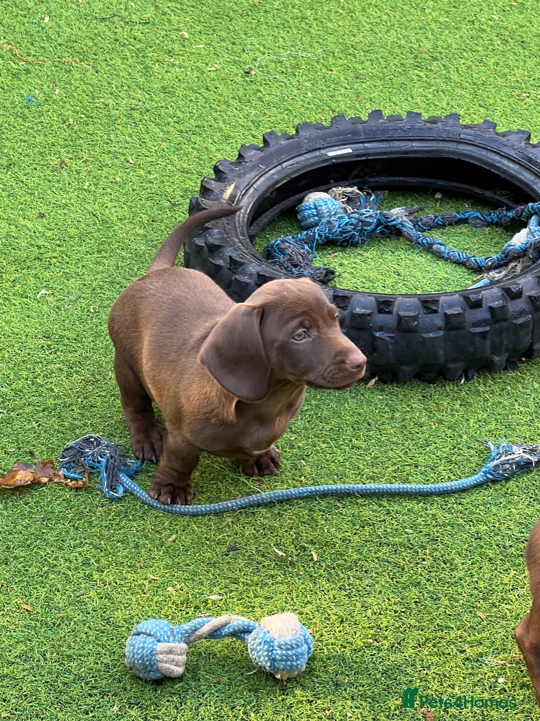 Dachshund dogs for sale: Min dachshund x teckel ( standered dachshund) - Image 23