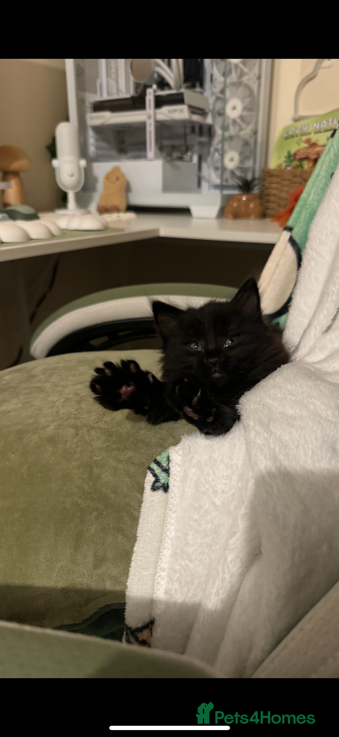 Mixed Breed cats 3 kittens seeking home - Advert 15