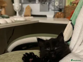 Mixed Breed cats 3 kittens seeking home - Advert 15