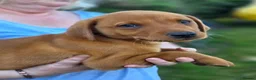 Labrador Retriever dogs for sale: Beautiful yellow/fox red pups with strong heads - Advert 5