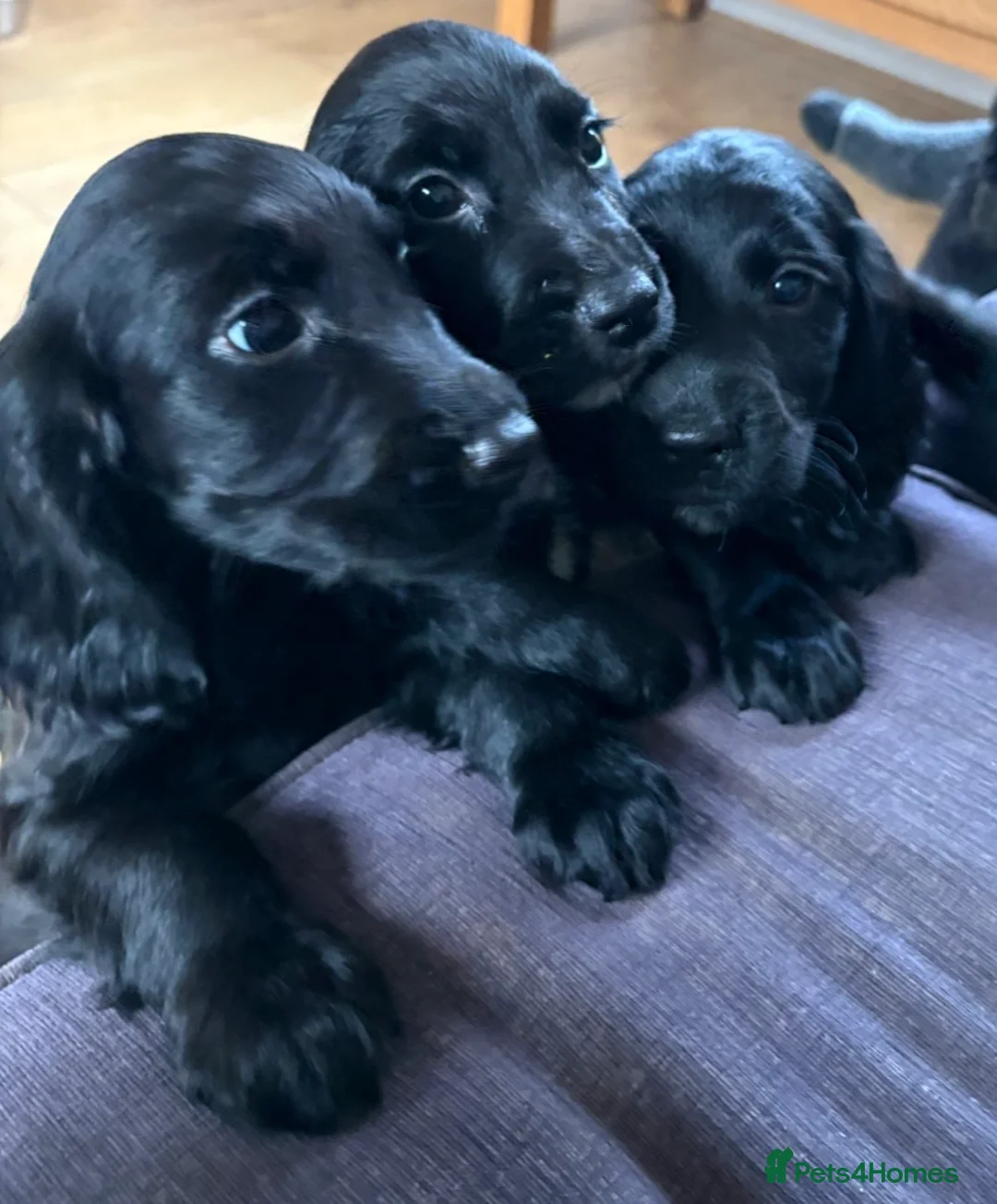 Sprocker dogs for sale: Beautiful sprocker puppies in Shifnal - Advert 2
