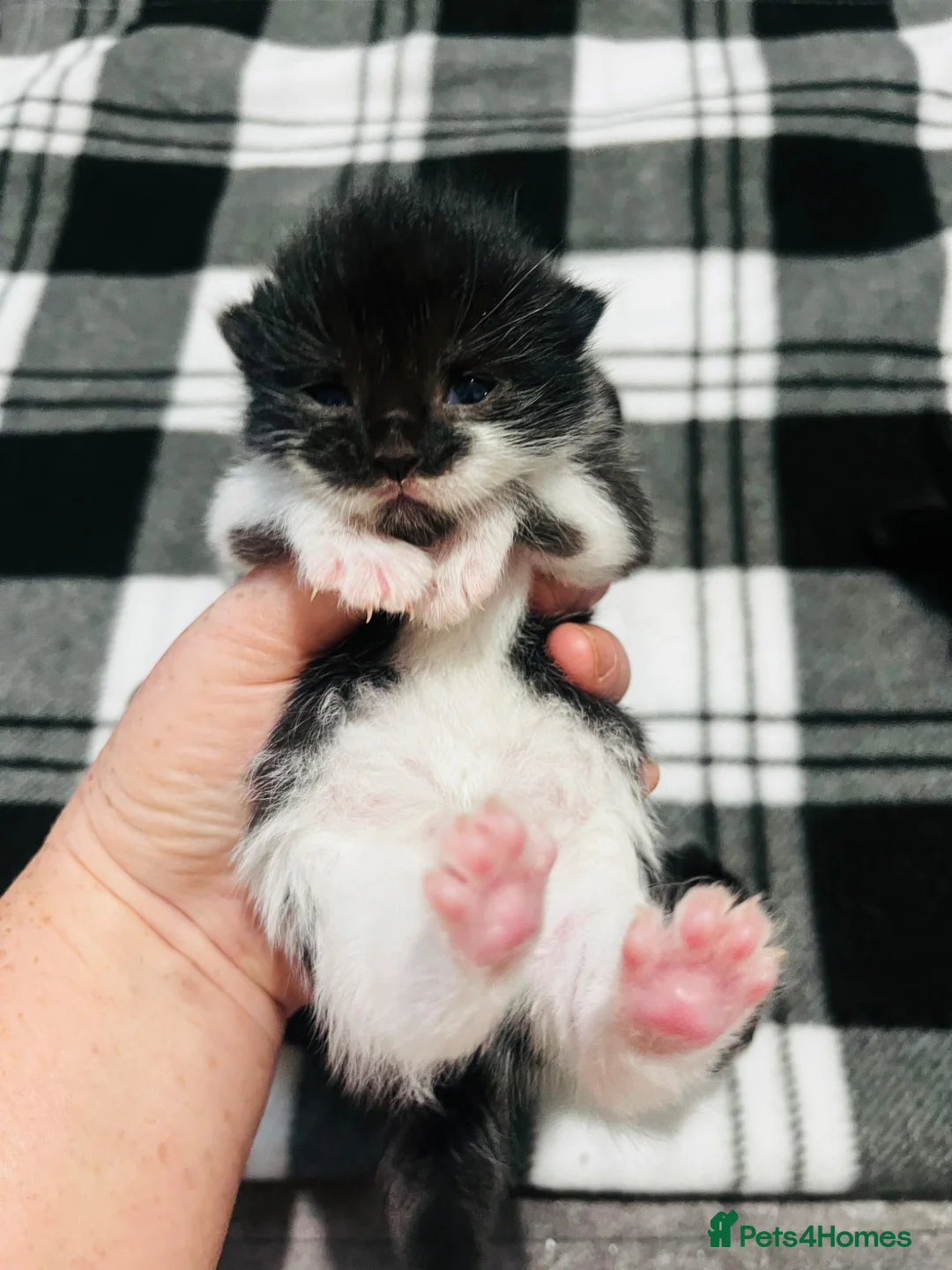 Mixed Breed cats for sale: Half Russian blue kittens  - Advert 2