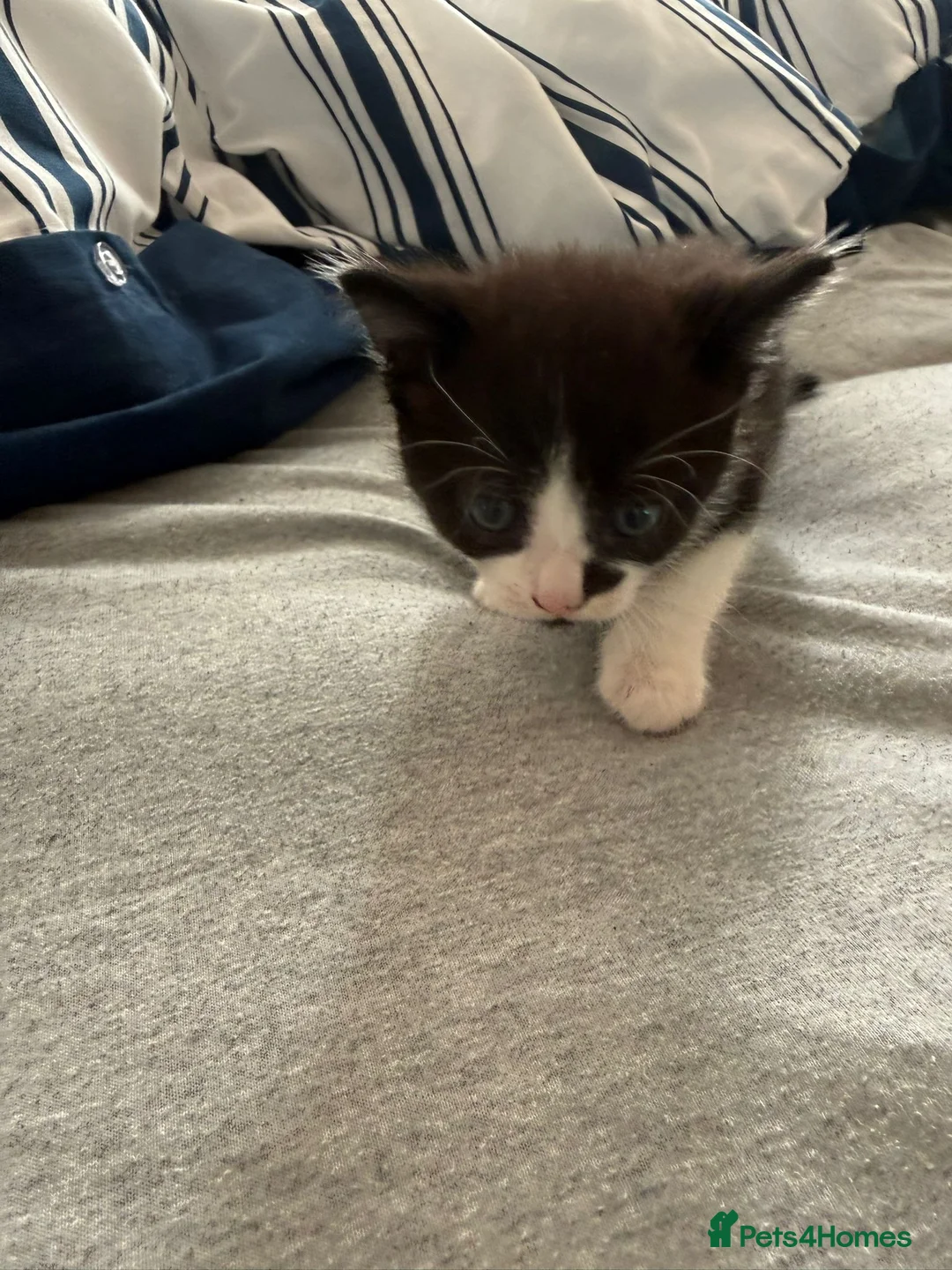 American Shorthair cats for sale: Gorgeous kittens for sale - Advert 8